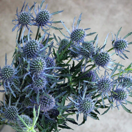 Blue Thistle Eryngium