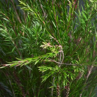 Callistemon_Bottle_Brush_Foliage_Close_UP