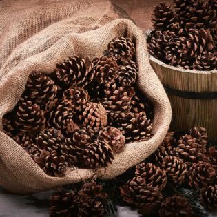 Pine Cones (2.5 kg Bag)