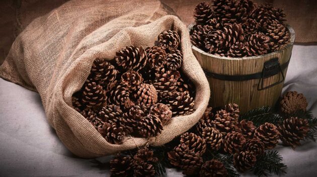 Pine Cones (2.5 kg Bag)