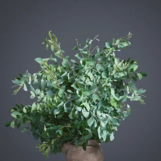 Gunni Eucalyptus Gunni Eucalyptus