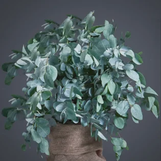 EUCALYPTUS CUTTINGS INCREASE SCENT & CONTRAST Glaucescens Eucalyptus