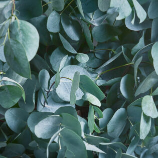 Eucalyptus_glaucescens_Foliage_Close_UP