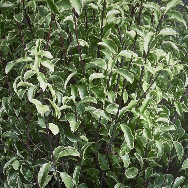 Green_Varigated_Pittosporum_Close_ Up