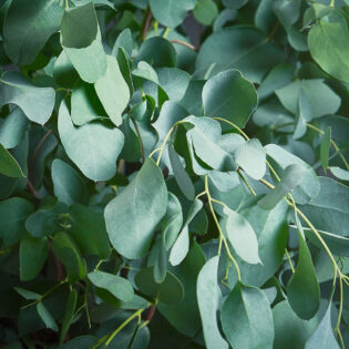 Eucalyptus_Gunnii_Close_Up