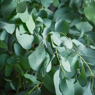 Eucalyptus_Gunnii_Close_Up Eucalyptus_Gunnii_Close_Up