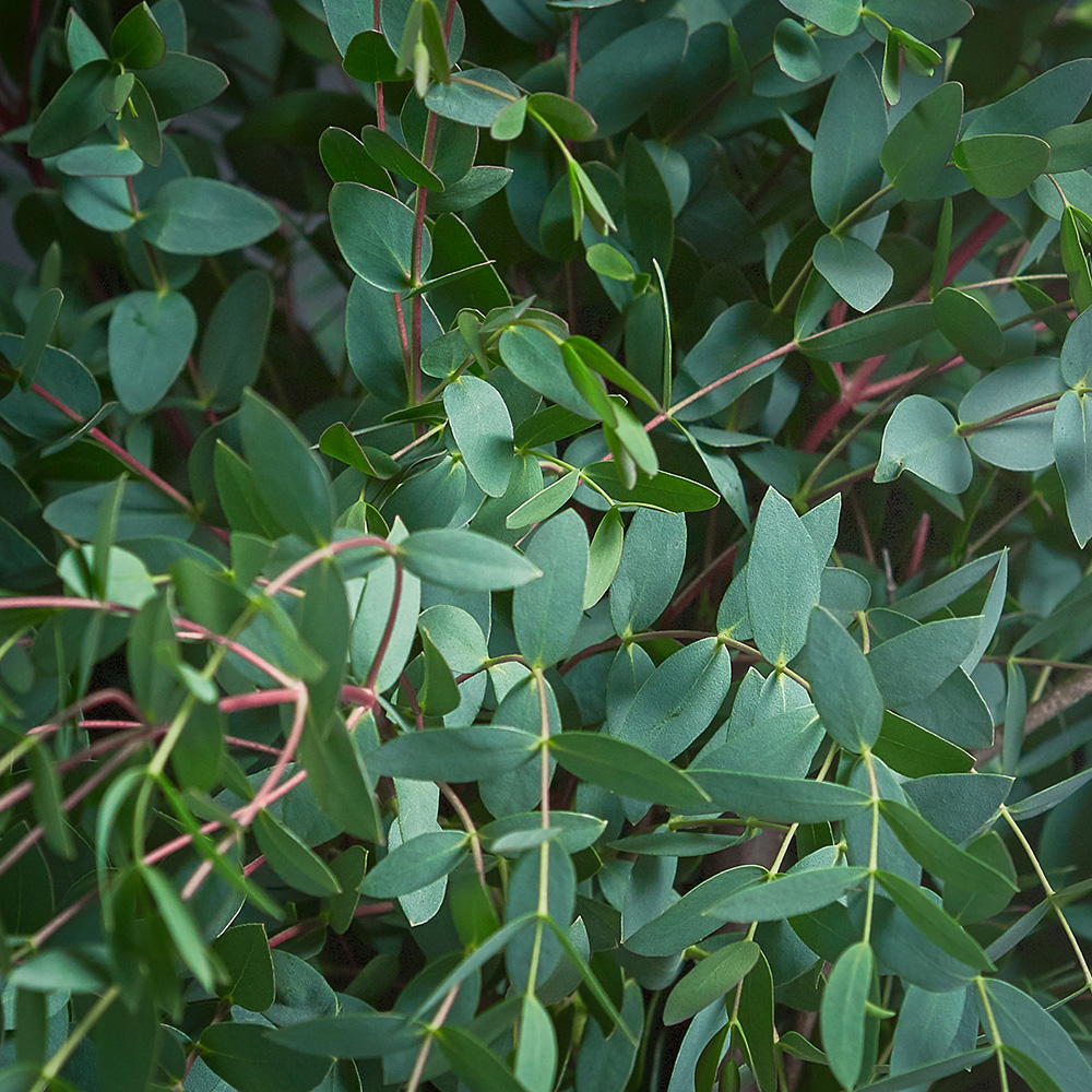 Fresh Parvi Eucalyptus Pines & Co Real Christmas Trees Delivered