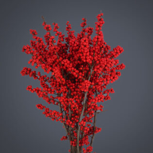 Red Winterberry