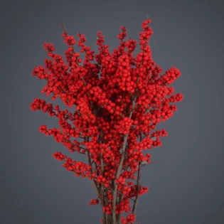 red winterberry stems Red Winterberry