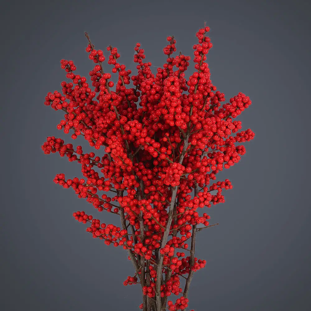 Red Winterberry