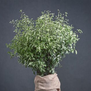 Variegated Pittosporum