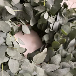 Christmas Wreath Glaucescens Eucalyptus close up