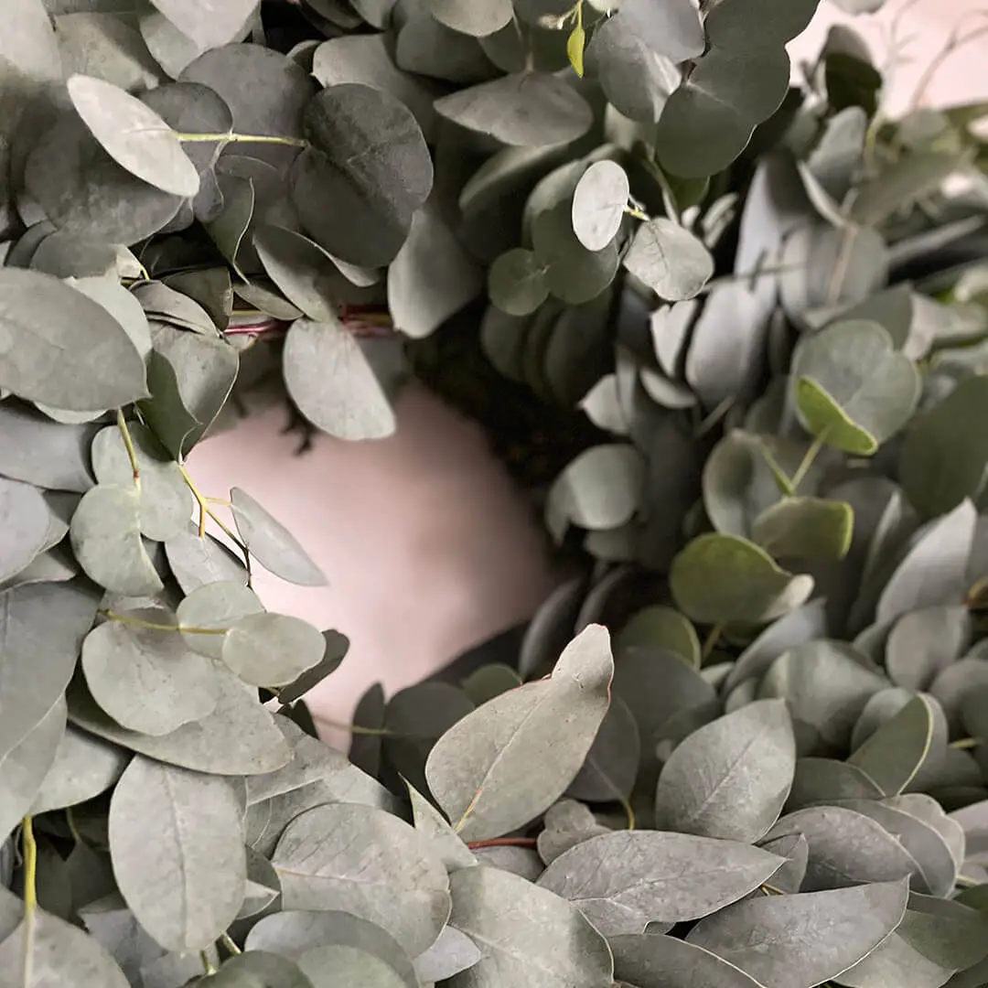 Christmas Wreath Glaucescens Eucalyptus close up