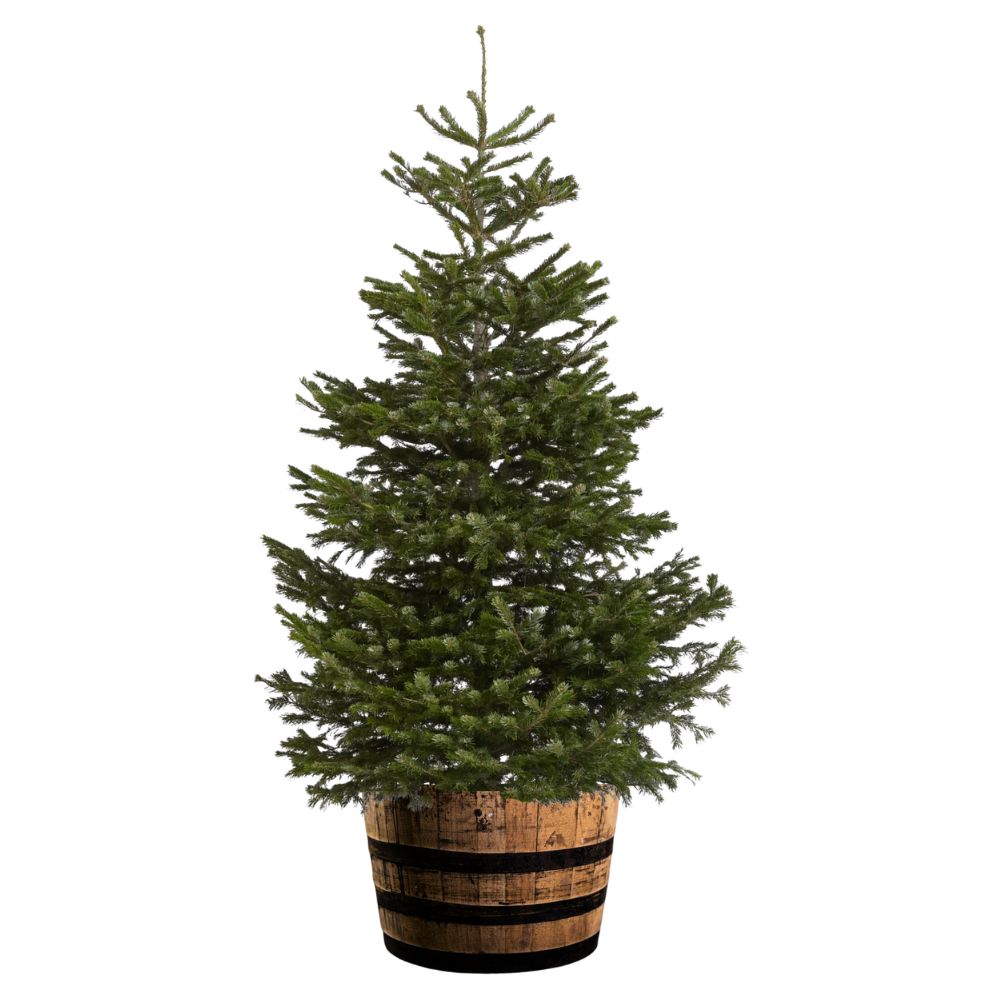 Deluxe Christmas Tree Bundle Pines & Co Real Christmas Trees