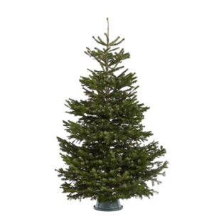 Premium Christmas Tree