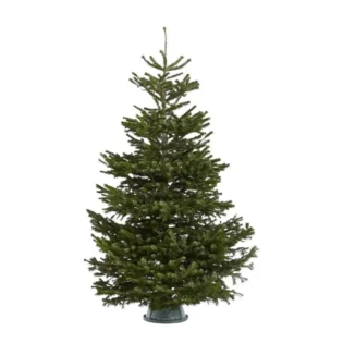 Premium-Christmas-Tree-Product-Pics-3
