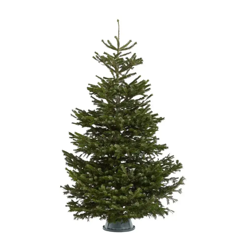 Premium Christmas Tree Bundle Pines & Co Real Christmas Trees