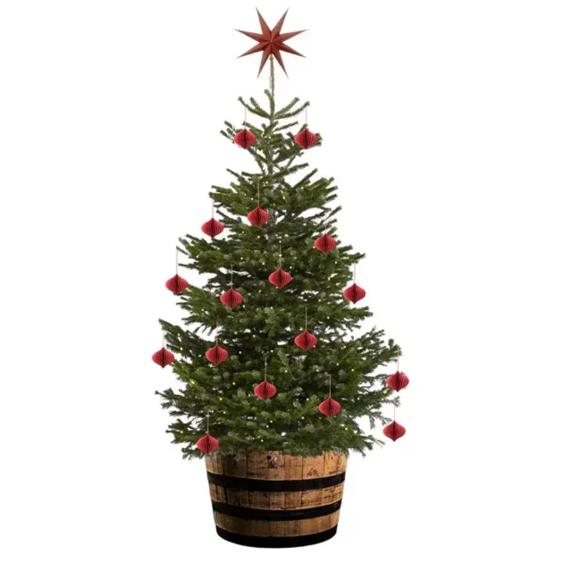 Supreme Christmas Tree Bundle Pines & Co Real Christmas Trees