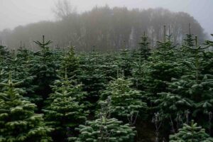 Christmas_trees_grow_in_the_frosts_leading_up_to_the_seasons_holiday_period..._Christmas.