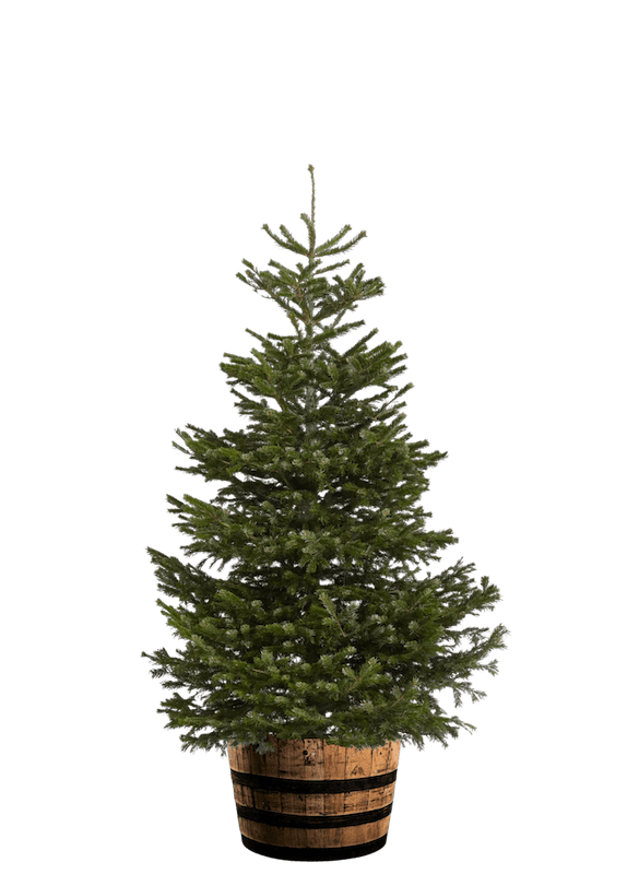 Pines_and_Co_Deluxe_Christmas_tree_Home_Page_Hero_Image