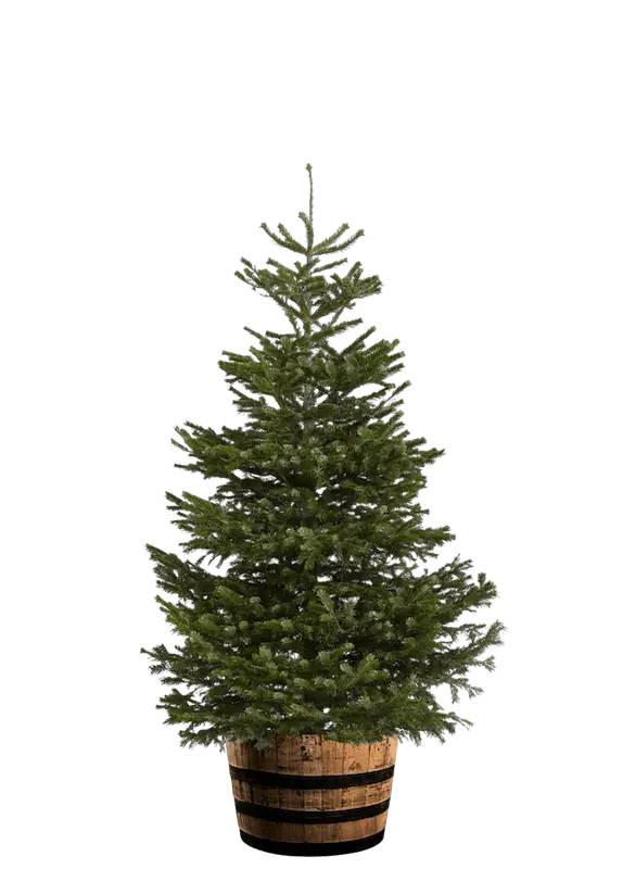 Deluxe-Christmas-Tree-Product-pics-Hero-Image