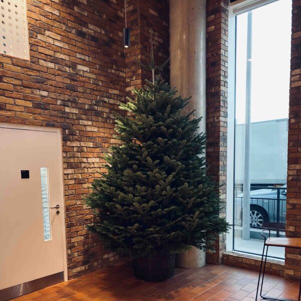 Christmas Trees in Dublin Service