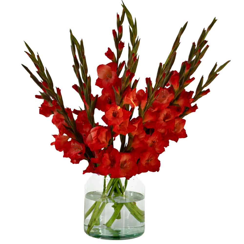 Red Gladiolus - Studio