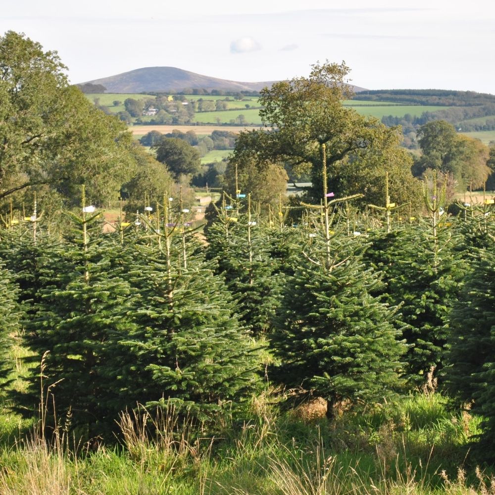 Christmas trees on the Farm - Pines&Co