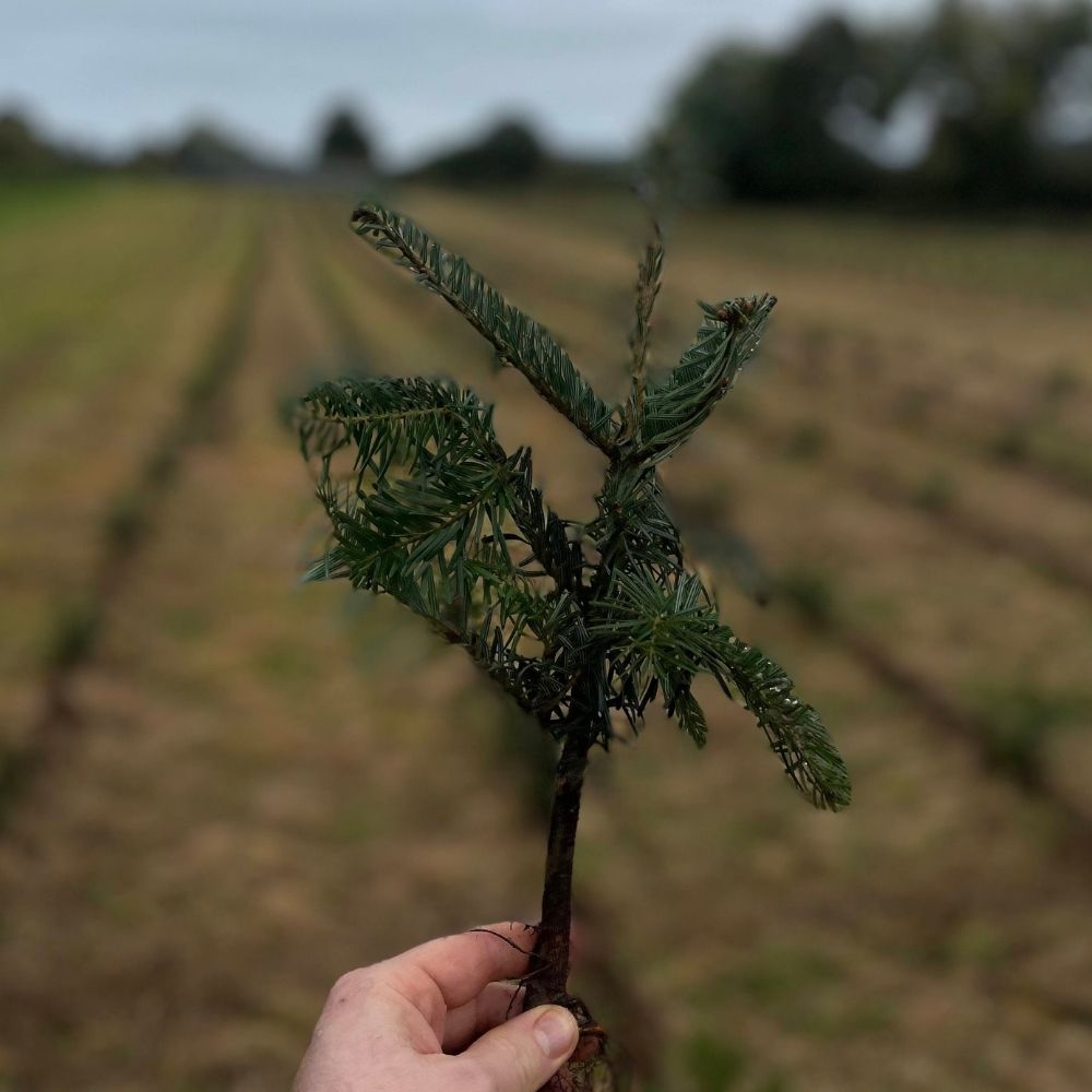 Nordmann Fir Chrismas Tree sampling about to be planted