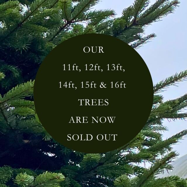 Our larger sized trees are all sold out for this year but our 3ft, 4ft, 5ft, 6ft, 7ft, 8ft, 9ft & 10ft are still available per-order as slots are selling fast  www.pinesandco.ie  #christmastree #pinesandco