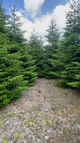 Journey through our larger Christmas Trees🌲 #pinesandco #corporatetrees #walkthrough